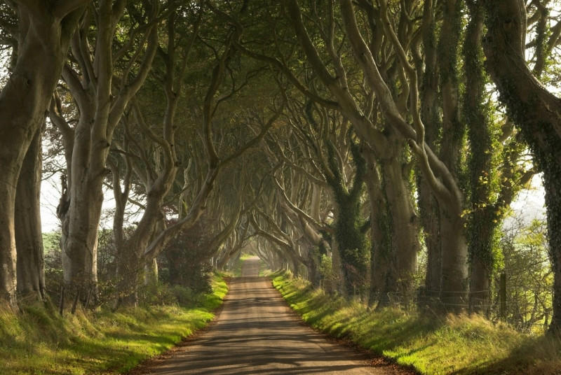 Con đường cây Dark Hedges ở Bắc Ireland mang đến cho người ta một cảm giác ma mị đầy quyến rũ bởi những hàng cây sồi cổ thụ