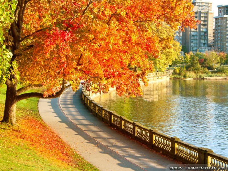 Vancouver nằm ở miền Tây Canada nhưng mùa thu ở đây cũng vô cùng thơ mộng