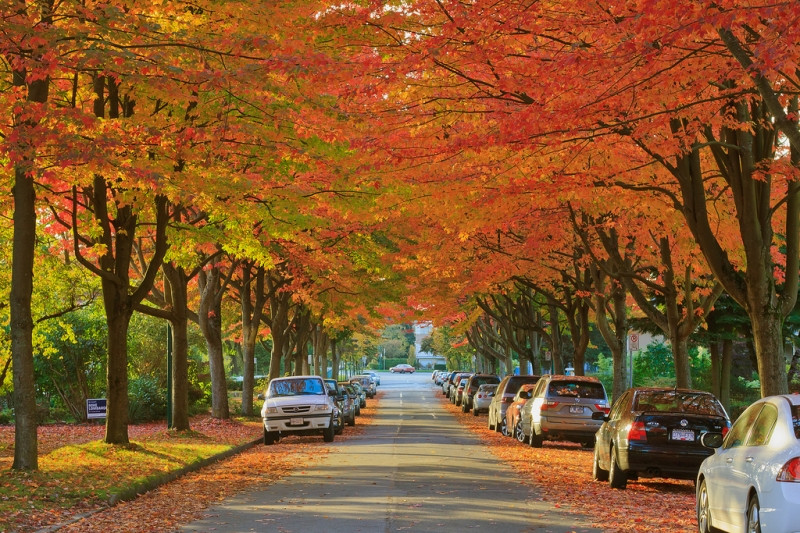 Những con phố ở Vancouver ngập tràn trong những tán cây lá phong mùa thu tuyệt đẹp