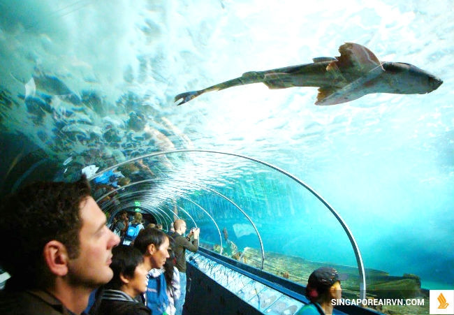 Bảo tàng Hải dương học Sydney Aquarium