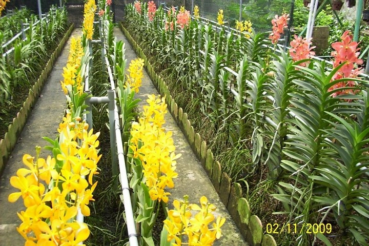 Trang trại hoa lan Toại Tâm