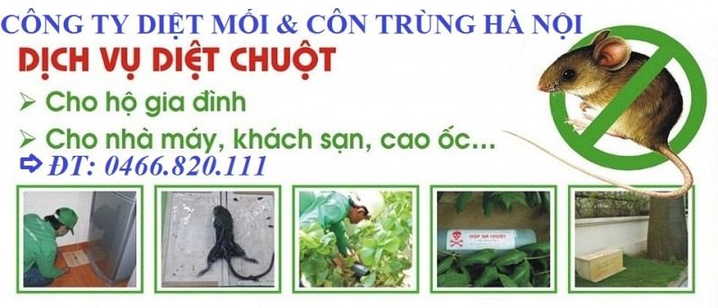 Công ty TNHH diệt mối và côn trùng Hà Nội