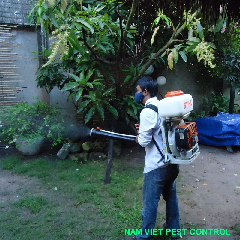 Dịch vụ diệt mối của công ty Đại Việt Pest Control