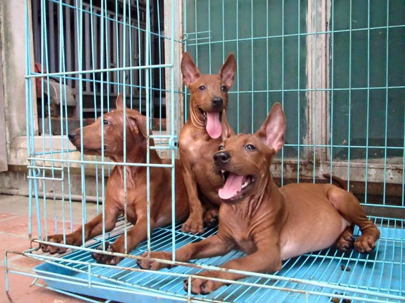 Trại chó Bình Xoáy Thái