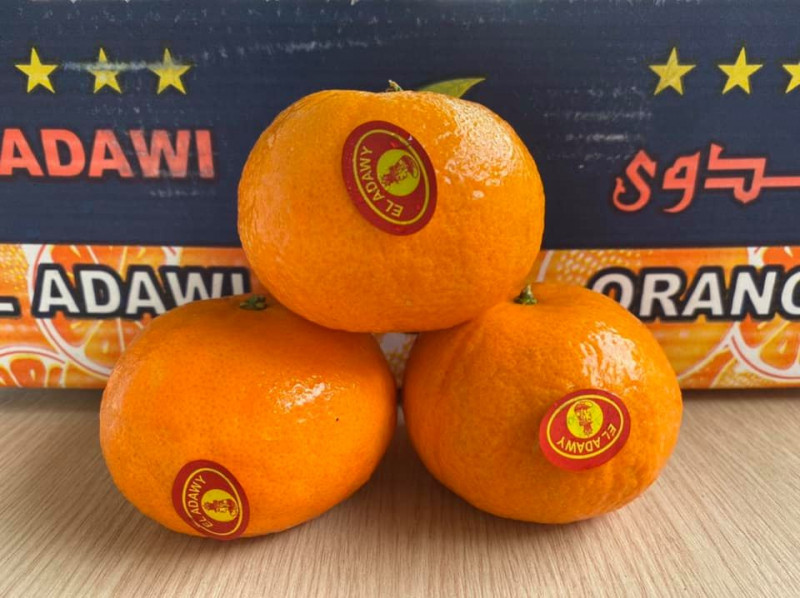 Trái cây nhập khẩu - Daily Fruits