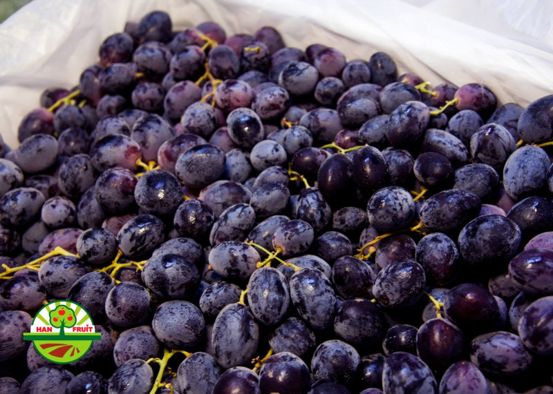 Trái cây nhập khẩu - Han Fruit