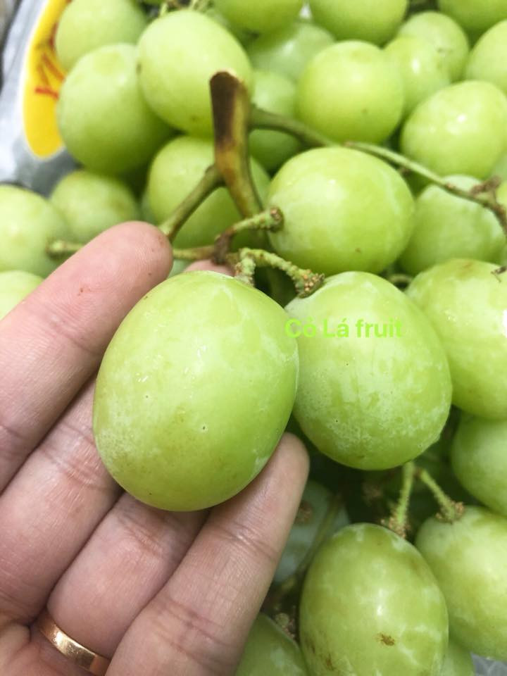 Cỏ Lá Shop - Trái Cây Nhập Khẩu