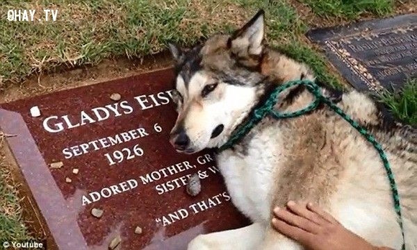 Chú chó Wiley đang nằm khóc bên bia mộ của bà chủ Gladys khi bà qua đời