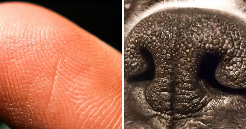 Mũi chó có hình dạng vân riêng biệt