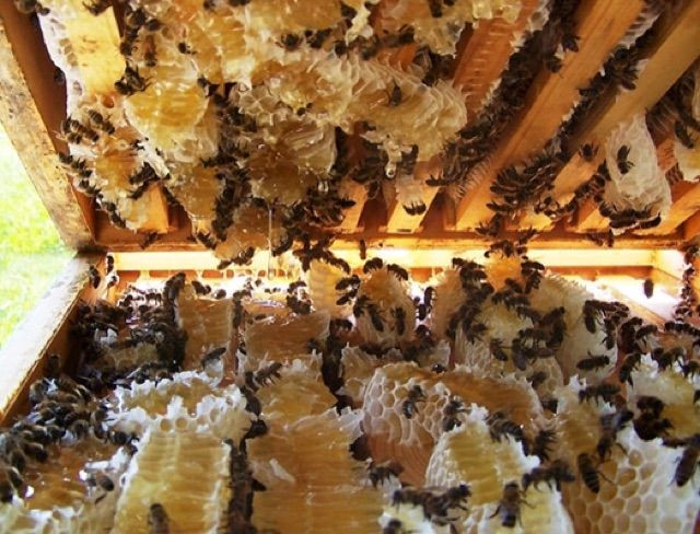 Mật ong hoa rừng Yên Tử