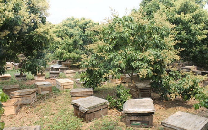 Những thùng ong được đặt trong vườn vào mùa hoa