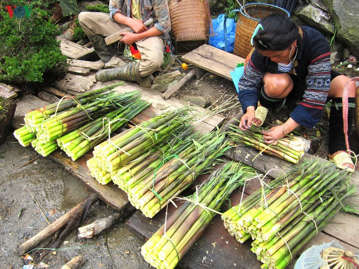 Măng rừng