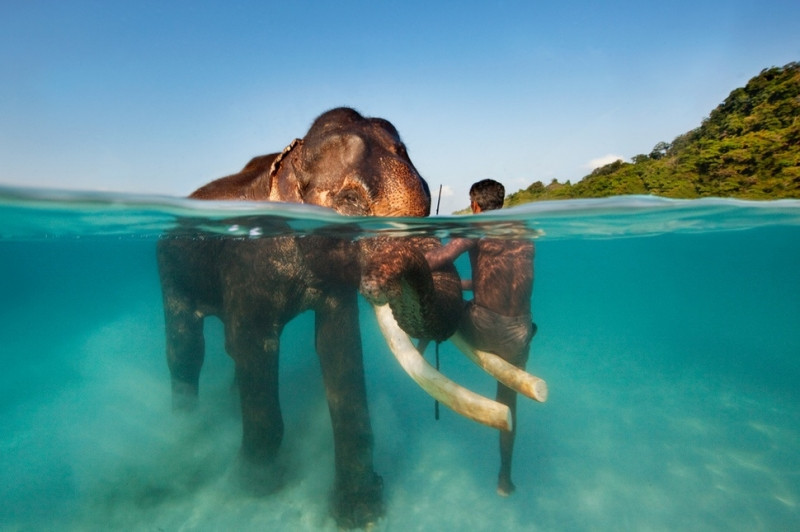 Một người dân Ấn Độ ngồi trên ngà voi để vượt sông tại quần đảo Andaman và Nicobar