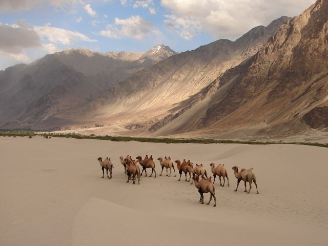Đàn lạc đà dạo bước trong thung lũng Nubra