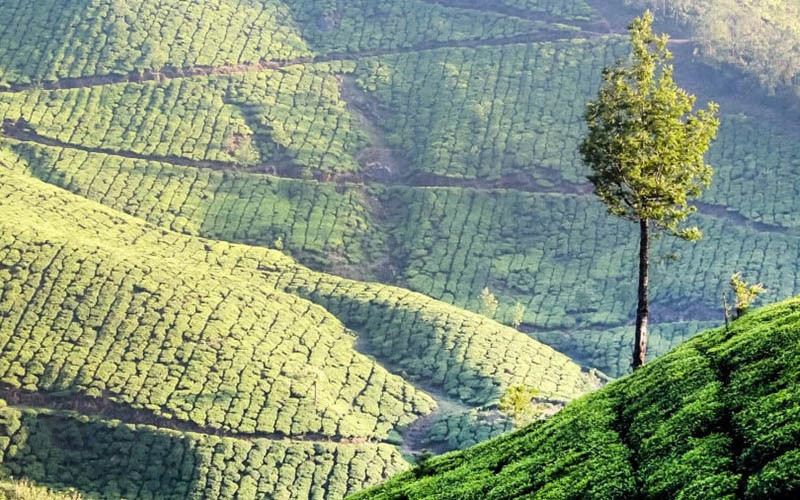 Thị trấn Munnar