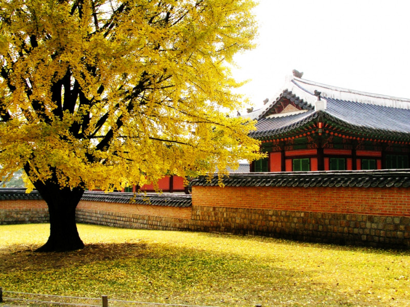 Cảnh đẹp mùa thu Hàn Quốc