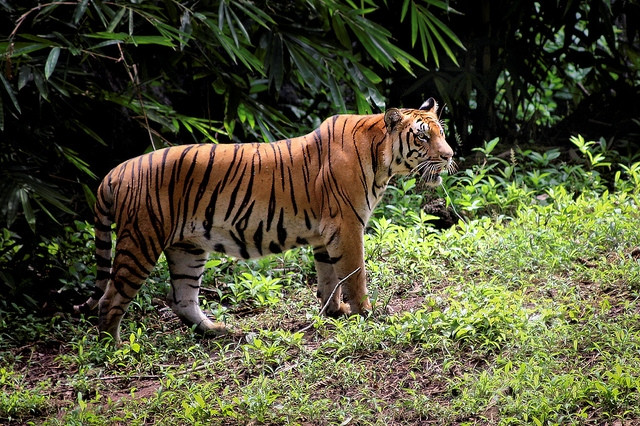 Rừng mưa nhiệt đới Sumatra này nuôi dưỡng tới 201 loài động vật quý hiếm