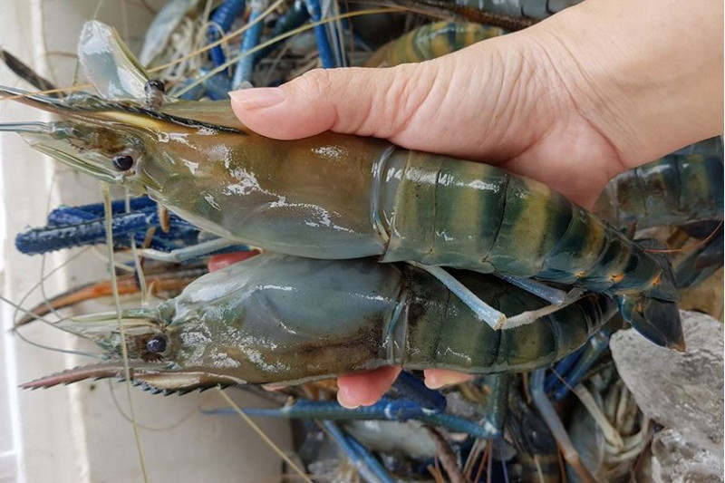 Nguồn hải sản tại Tôm Càng Xanh Quán luôn tươi ngon