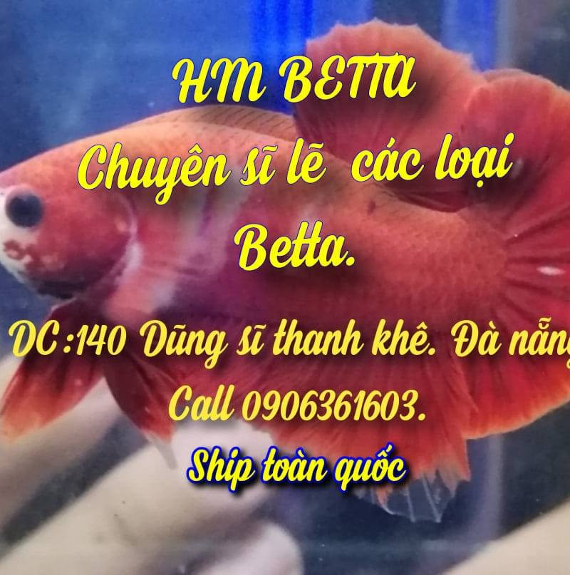 Shop Cá Cảnh HM Betta