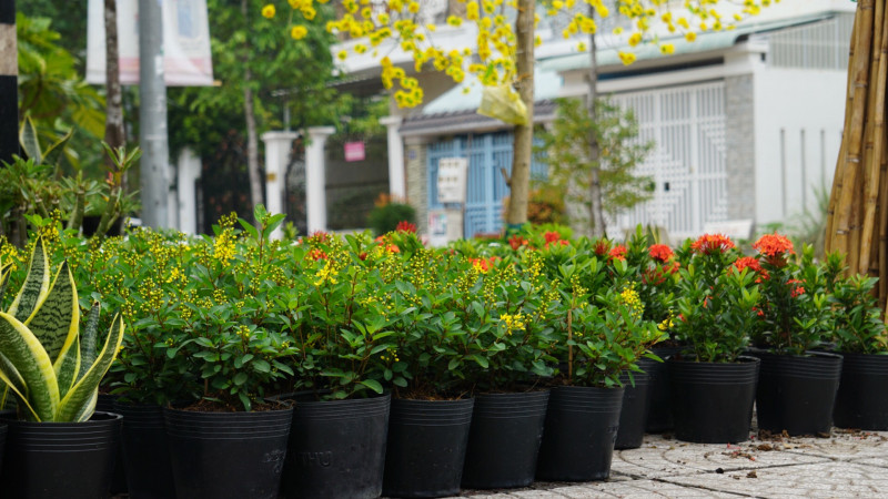 AZ Garden Cần Thơ-Cây Xanh Phong Thủy