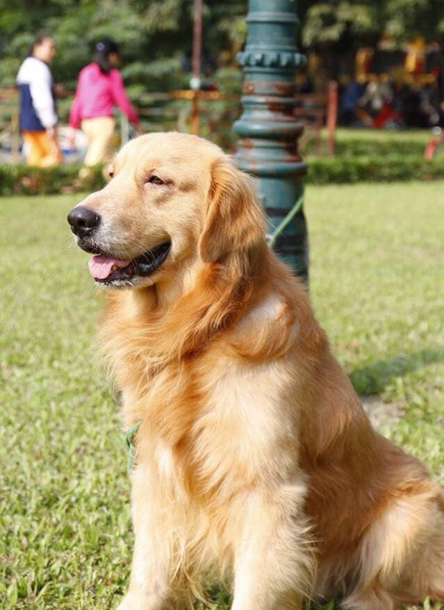 Vietnam Golden Retriever