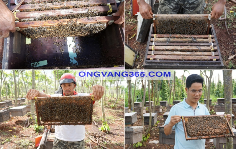 Qui trình sản xuất mật ong