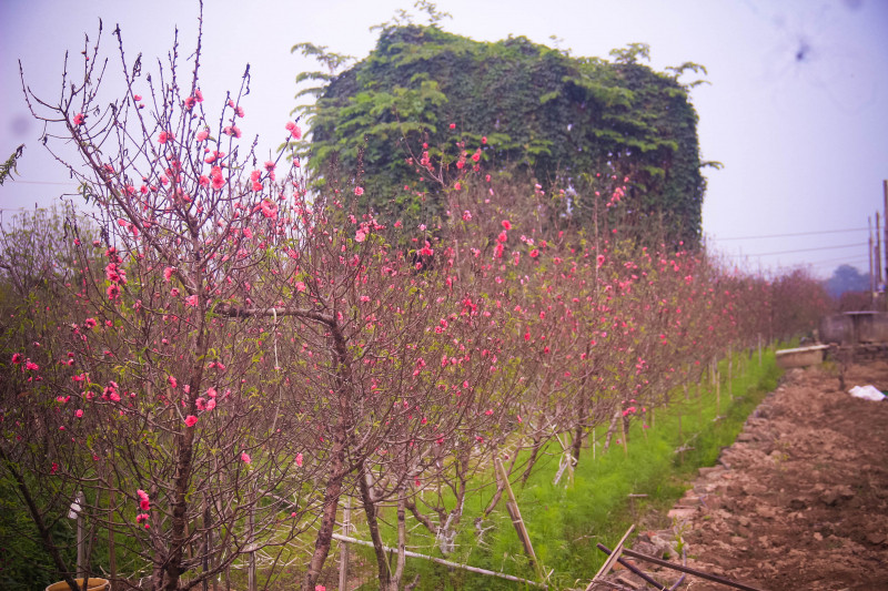 Vườn đào tại Nhật Tân