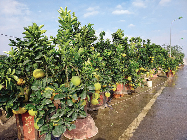 Cây cảnh Quỳnh Trang chuyên cho thuê các loại cây cảnh phục vụ Tết Nguyên đán