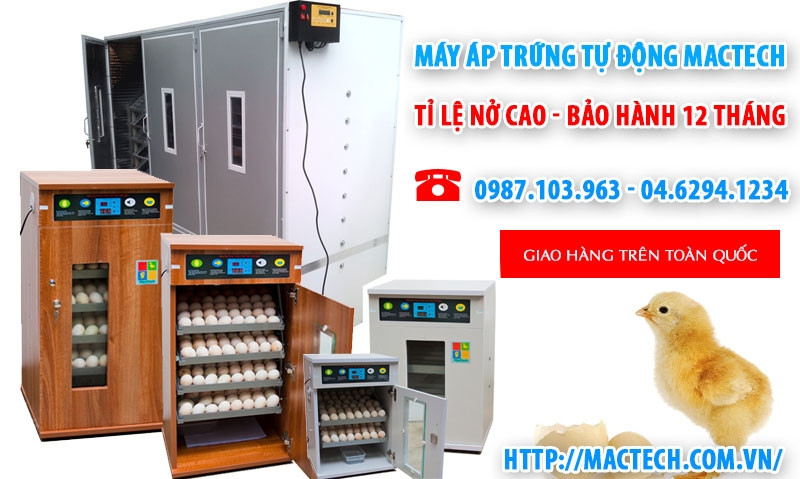 Máy ấp trứng Mactech