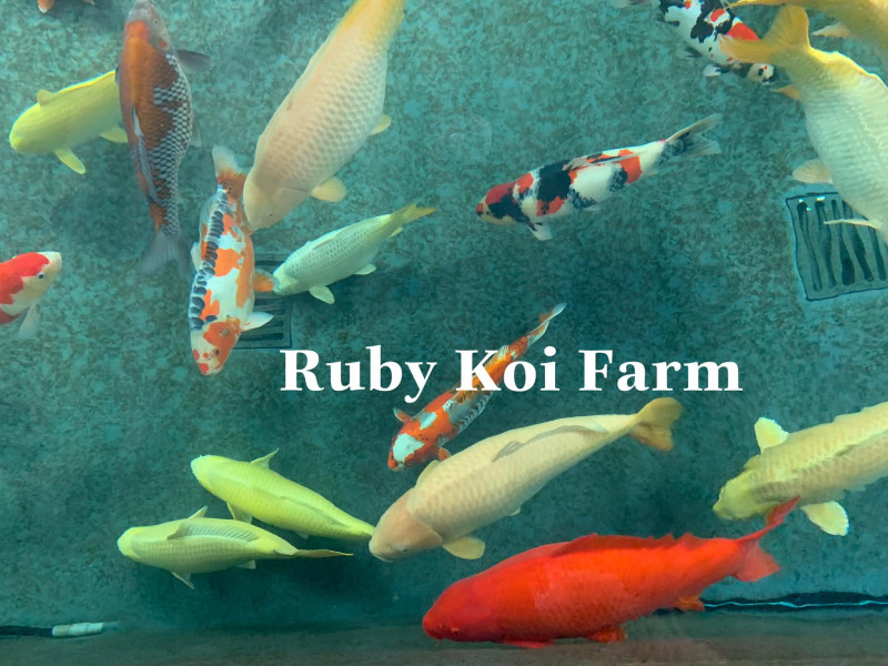Ruby Koi Farm - Cá chép Nhật