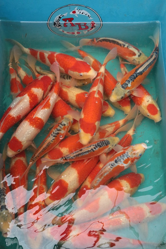 ABKoi-Koi Fish From Japan