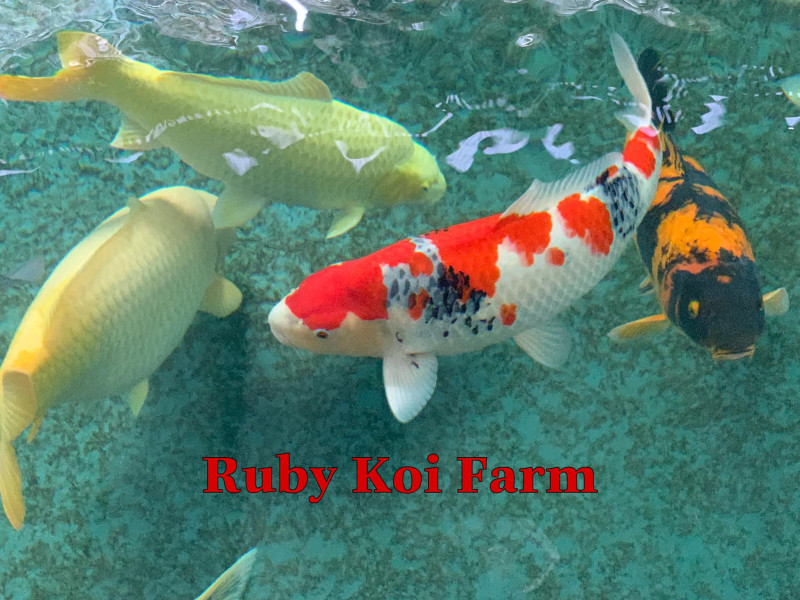 Ruby Koi Farm - Cá chép Nhật