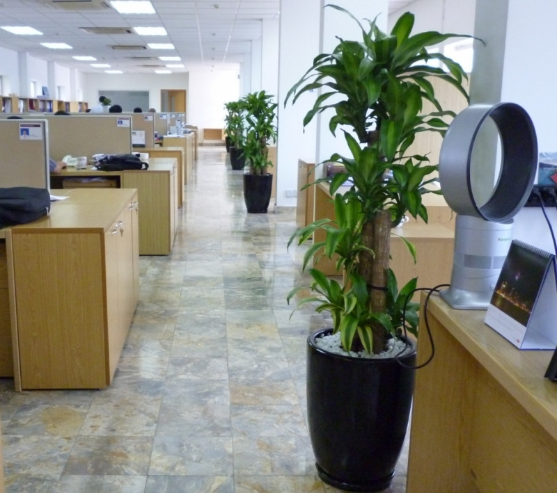 Công ty cây xanh Đức Lộc hoạt động trong rất nhiều lĩnh vực
