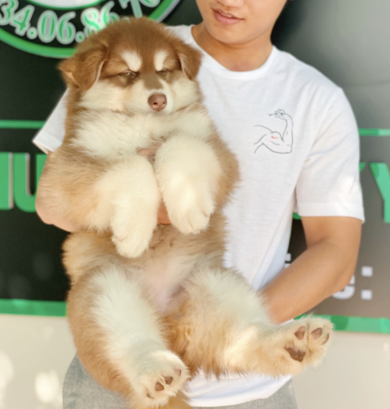 Trại Chó Husky, Alaska Lê Trung - TP.HCM