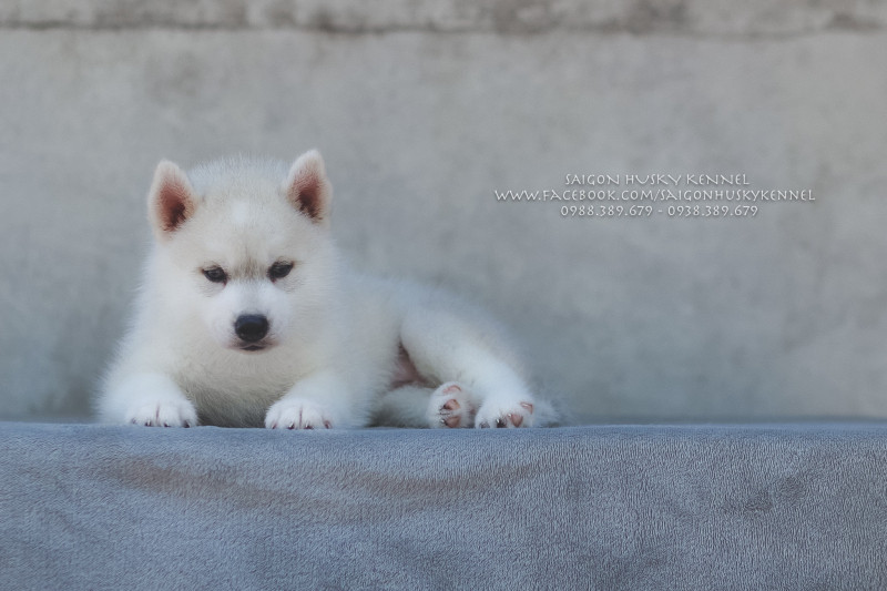 Saigon Husky Kennel