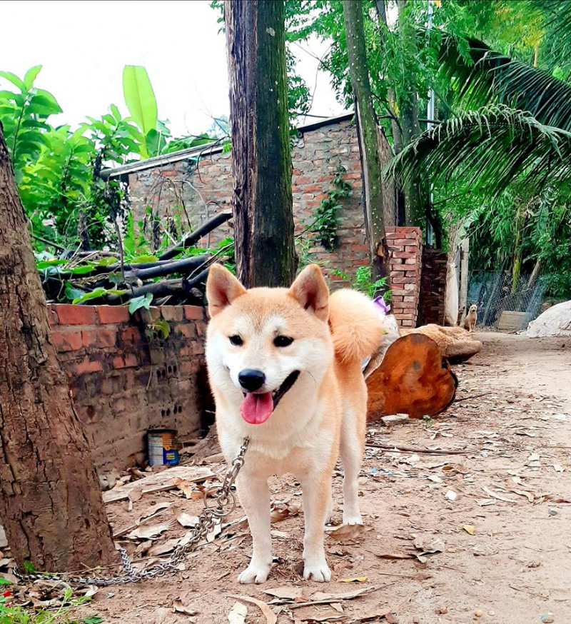 Ba Nguyễn Kennel