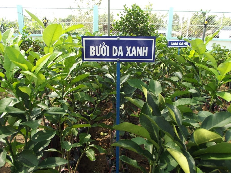 Gia Nguyễn cung cấp ra thị trường rất nhiều giống cây ăn quả cho năng suất cao