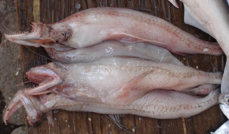 Cá khoai- một trong những đặc sản biển Thái Bình