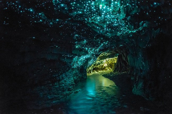 Động trùng sáng Waitomo, New Zealand