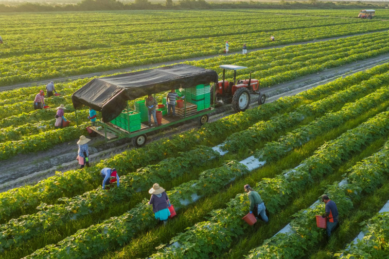 Trang trại hữu cơ Nông sản ngon