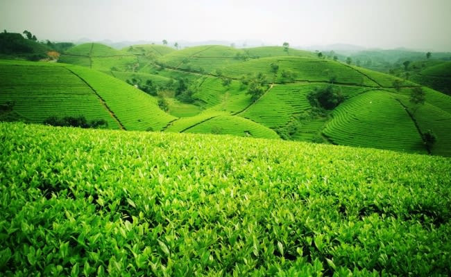 Đồi Chè Đông Giang