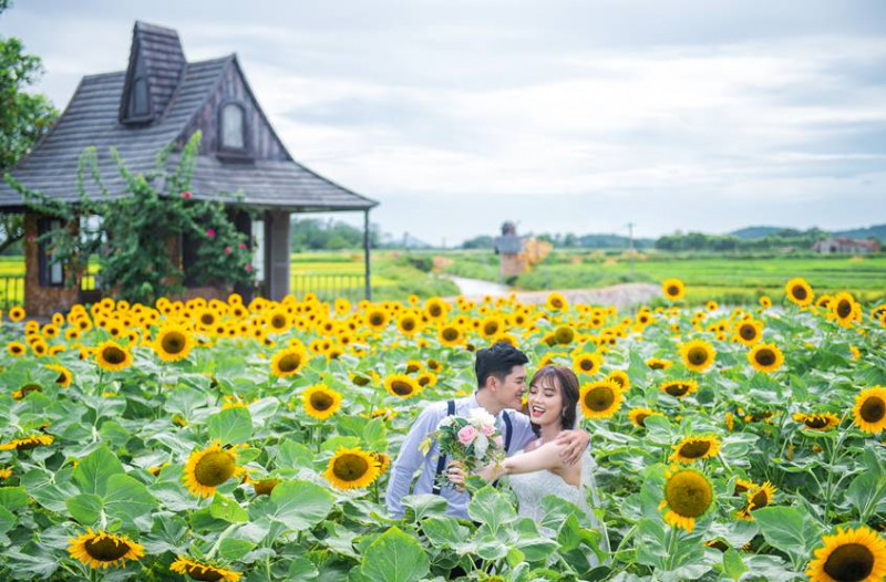 Chụp ảnh cưới tại cánh đồng hoa hướng dương