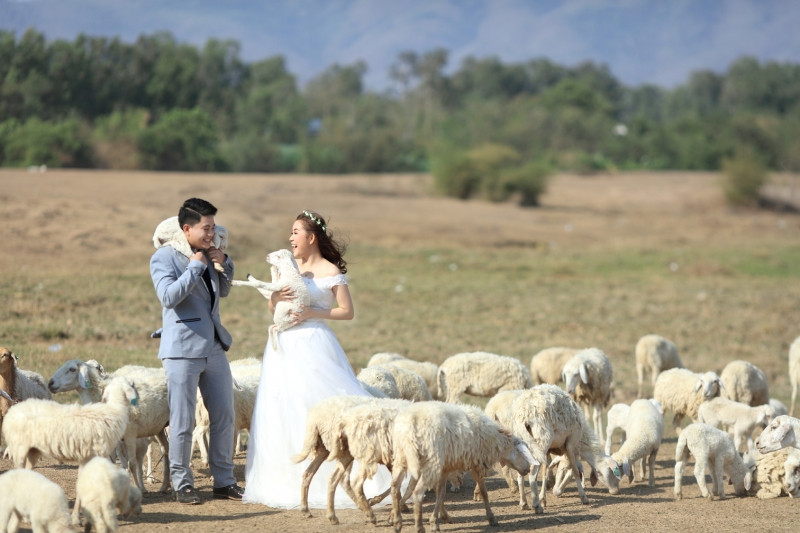 Chụp ảnh cưới tại trại cừu An Hòa