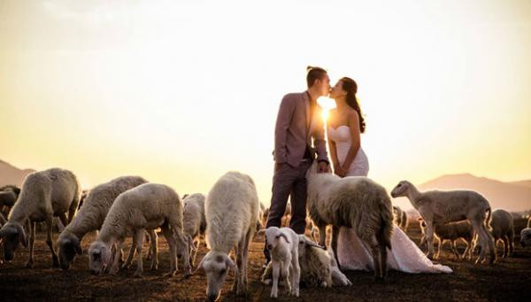 Ảnh cưới chụp tại Trại cừu An Hòa