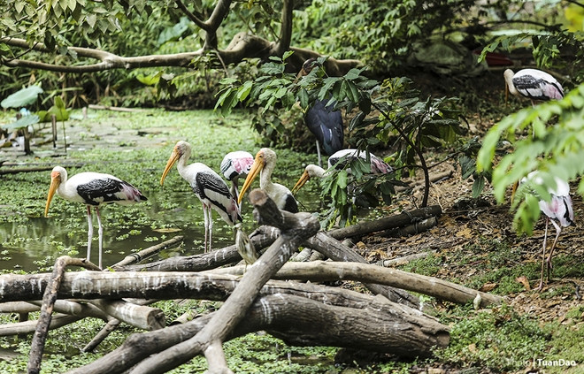 Giữa Thảo Cầm Viên có một hồ sen cũng là nơi cư trú của nhiều loài chim