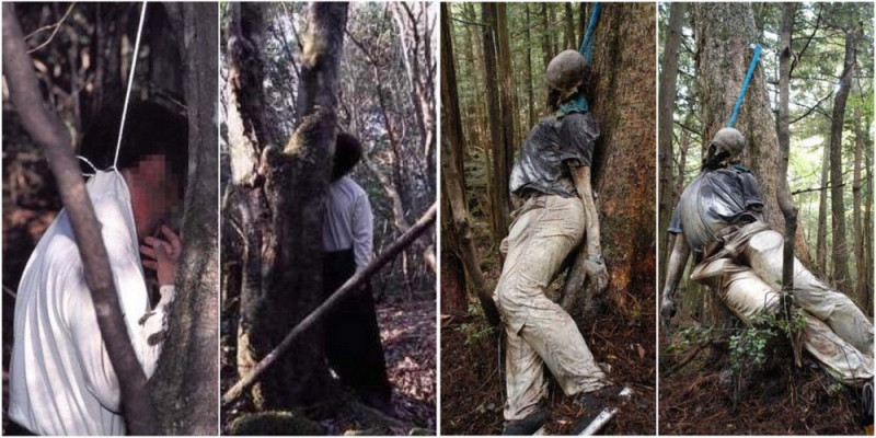 Khu rừng Aokigahara