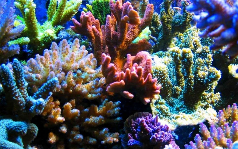 Những rạn san hô