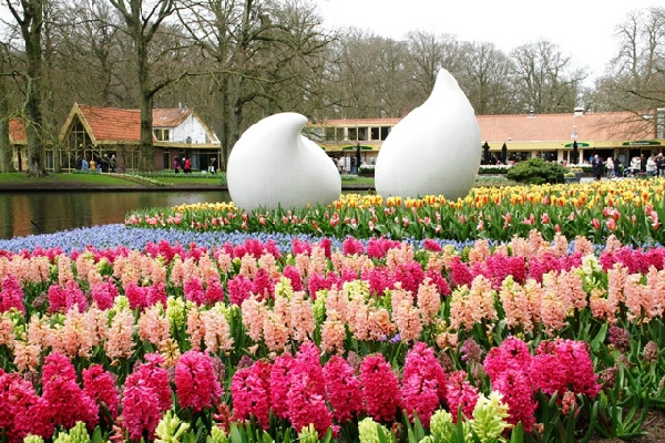 Vườn hoa là thiên đường của muôn hoa đua sắc với vô số loài hoa tulip