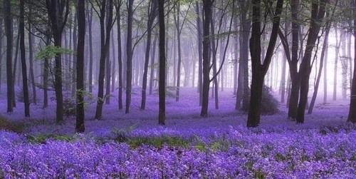 Rừng Bluebell, Anh