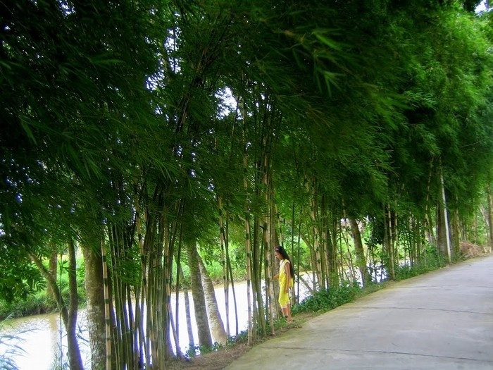 Con đường làng rợp bóng cây, những tán tre xanh phấp phới theo gió.